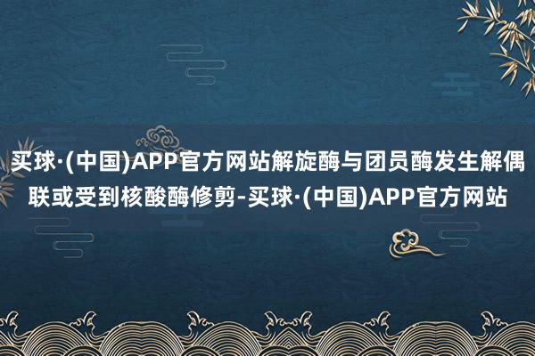 买球·(中国)APP官方网站解旋酶与团员酶发生解偶联或受到核酸酶修剪-买球·(中国)APP官方网站